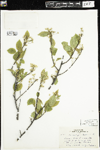 Prunus pensylvanica image