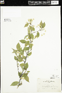 Prunus pensylvanica image