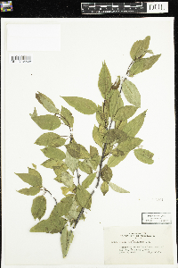 Prunus pensylvanica image
