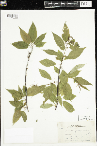 Prunus pensylvanica image