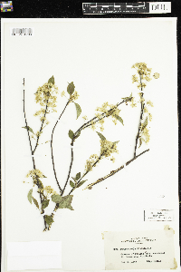 Prunus pensylvanica image