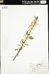 Prunus pensylvanica image