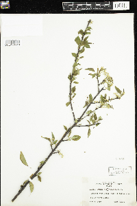 Prunus pensylvanica image