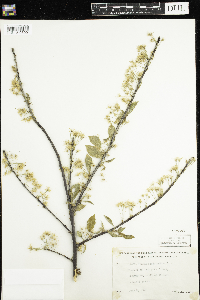 Prunus pensylvanica image