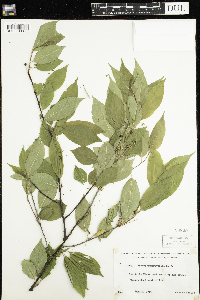 Prunus pensylvanica image