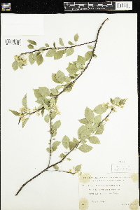 Prunus pensylvanica image