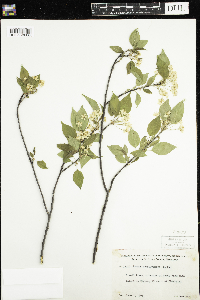 Prunus pensylvanica image