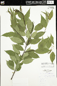 Prunus pensylvanica image