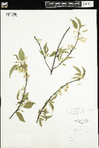 Prunus pensylvanica image