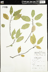 Prunus pensylvanica image