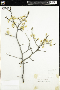 Prunus nigra image
