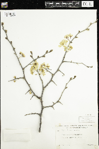 Prunus nigra image