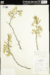 Prunus nigra image