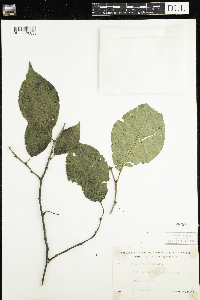 Prunus nigra image