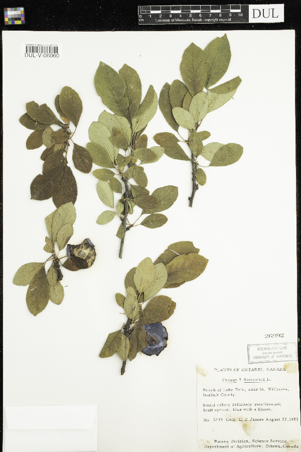 Prunus domestica image