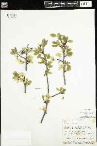 Prunus domestica image