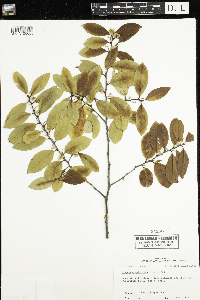 Prunus domestica image