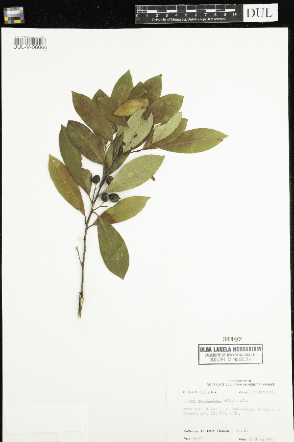 Prunus caroliniana image