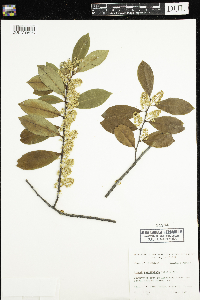 Prunus caroliniana image