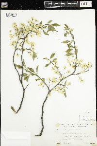 Prunus caroliniana image