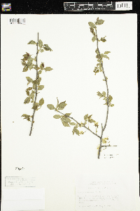 Prunus caroliniana image