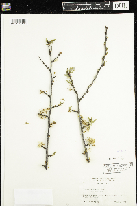Media resource of Prunus americana