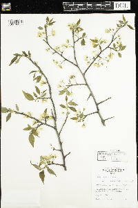 thumbnail image of current specimen
