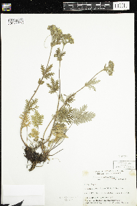 Potentilla litoralis image