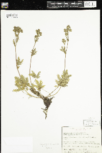 Potentilla pensylvanica image