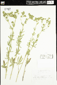 Thumbnail image of current specimen