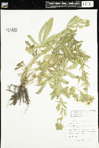 Thumbnail image of current specimen