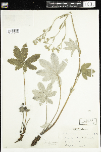 Potentilla pulcherrima image