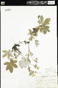 Potentilla pulcherrima image