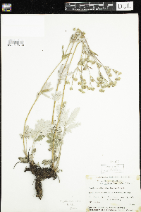 Potentilla pulcherrima image