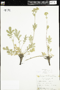 Potentilla pensylvanica image