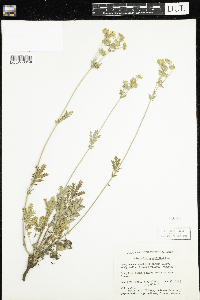 Potentilla pensylvanica image