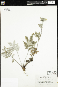 Potentilla pensylvanica image