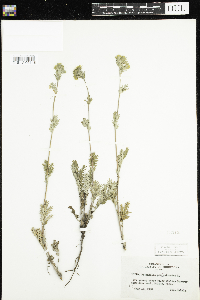 Potentilla pensylvanica image