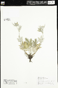 Potentilla pensylvanica image