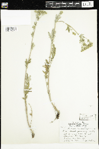 Potentilla pensylvanica image