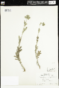 Potentilla pensylvanica image