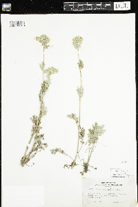 Potentilla pensylvanica image