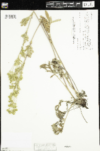 Potentilla pensylvanica image