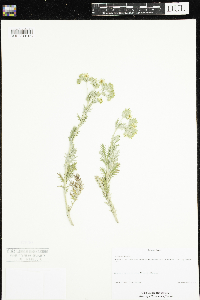Potentilla pensylvanica image
