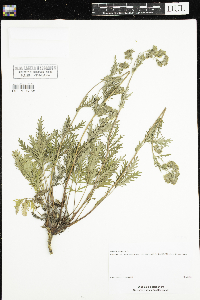 Potentilla pensylvanica image