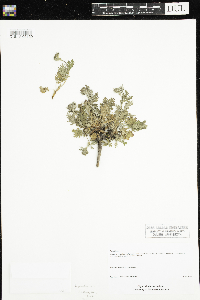 Potentilla pensylvanica image