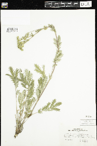 Potentilla pensylvanica image