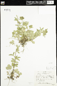 Potentilla norvegica image