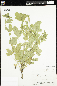 Potentilla norvegica image