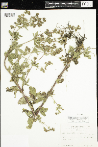 Potentilla norvegica image